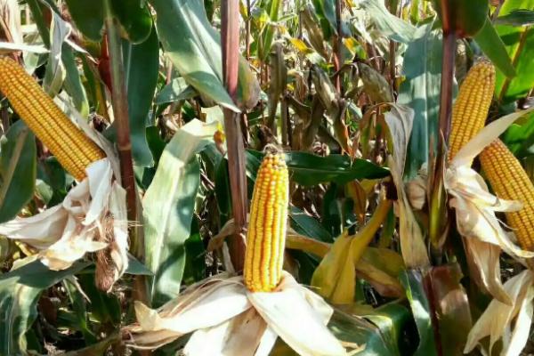 T519玉米种子特点，适宜播期4月下旬至5月上旬