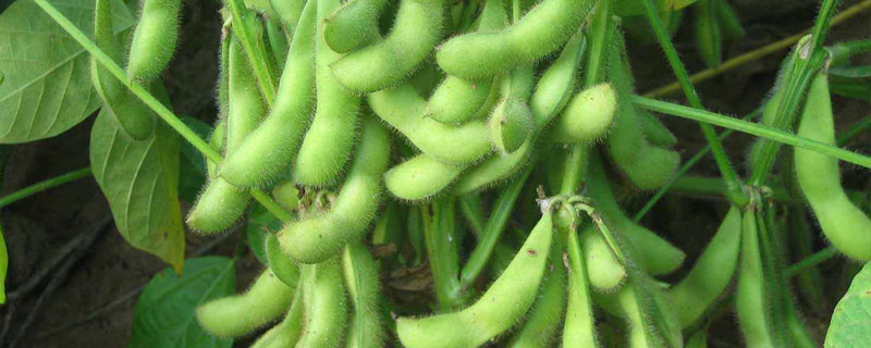 品豆27大豆种子特点，适宜播期4月中下旬至5月上旬