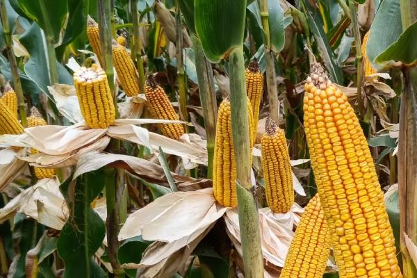 T519玉米种子特点，适宜播期4月下旬至5月上旬
