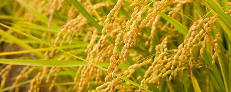 万丰优荔丝水稻品种的特性，每亩有效穗数18.9万穗
