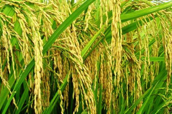 扬籼优968水稻种子介绍，一般4月下旬至5月中上旬播种