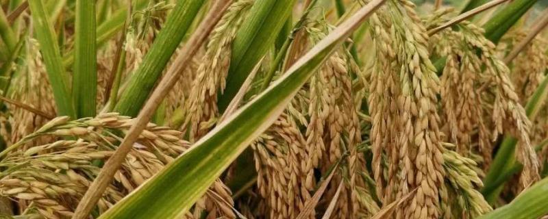 桃湘优贡珍水稻种子特征特性，每亩插足基本苗8万以上