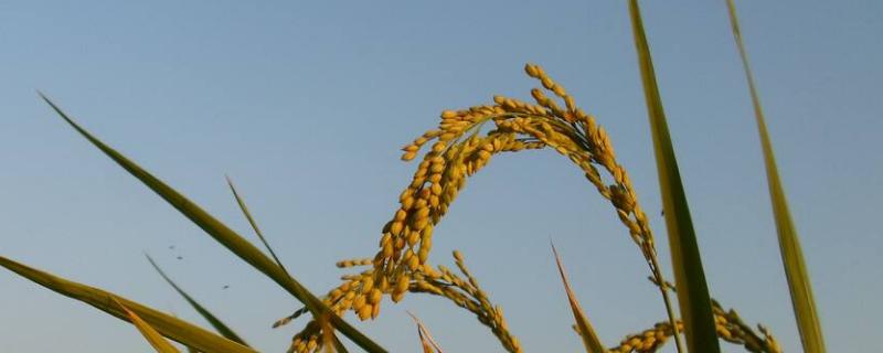 津粳优1926水稻种子简介，一般4月中旬至4月下旬播种