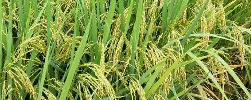 安两优676水稻品种的特性，每亩插足基本苗6万以上
