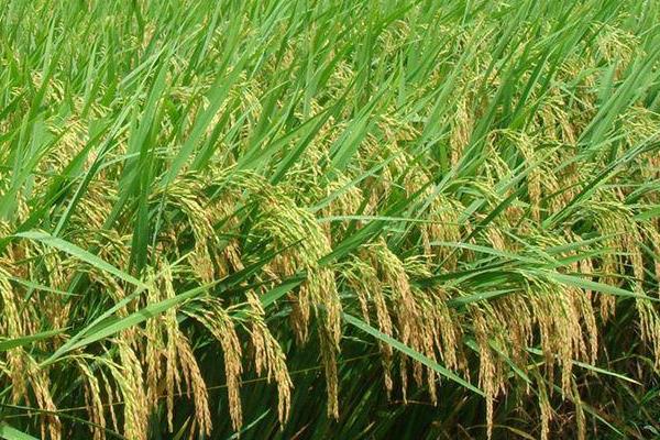 万丰优荔丝水稻品种的特性，每亩有效穗数18.9万穗