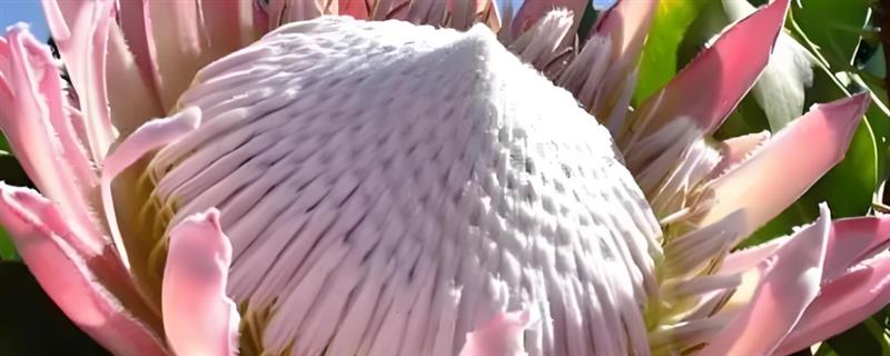 帝王花的特点，花蕊被苞叶所包围