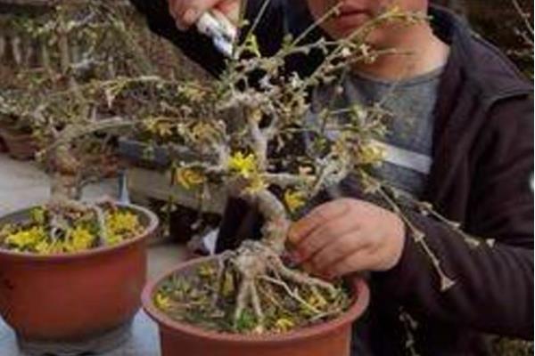 迎春花枯萎了如何处理，环境不适需将它养在温暖、阳光充足的地方