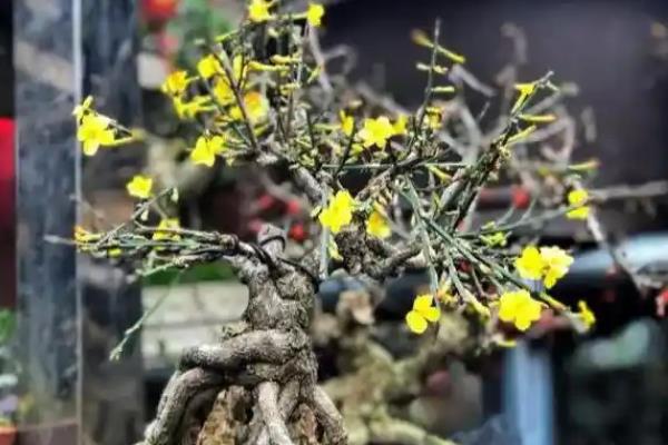 迎春花枯萎了如何处理，环境不适需将它养在温暖、阳光充足的地方