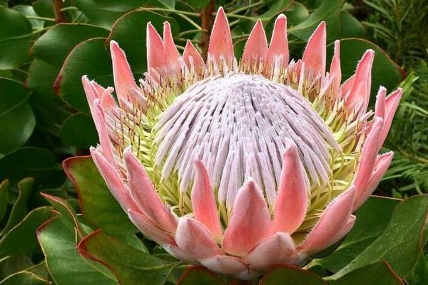 帝王花的特点，花蕊被苞叶所包围