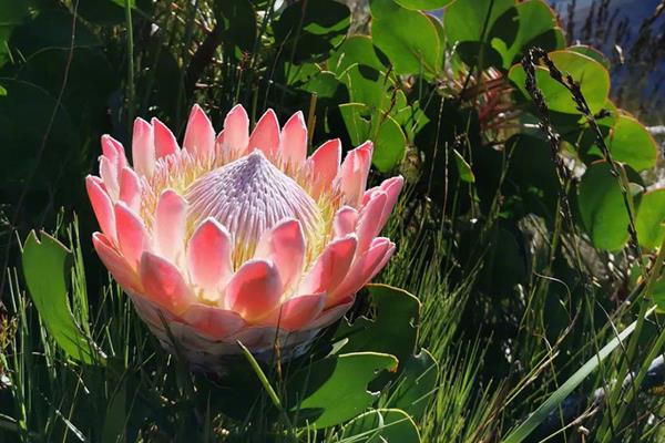 帝王花的特点，花蕊被苞叶所包围