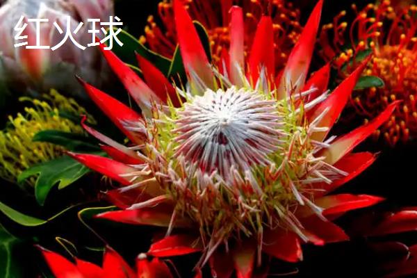 帝王花的特点，花蕊被苞叶所包围