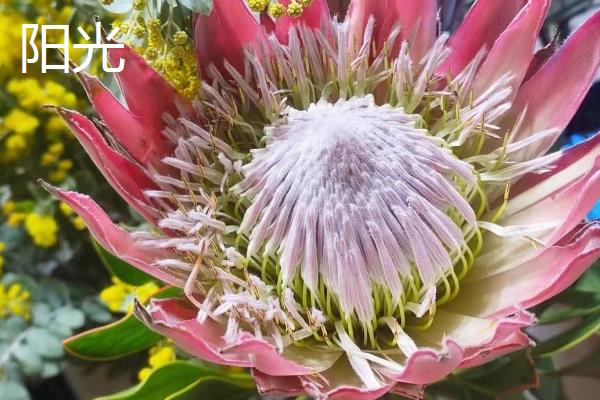 帝王花的特点，花蕊被苞叶所包围