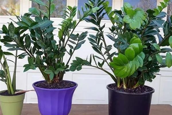 金钱树的摆放禁忌，尽量不要摆放在卧室