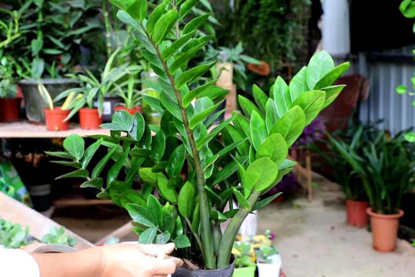 金钱树的摆放禁忌，尽量不要摆放在卧室