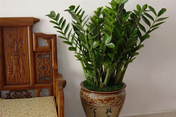 金钱树的摆放禁忌，尽量不要摆放在卧室