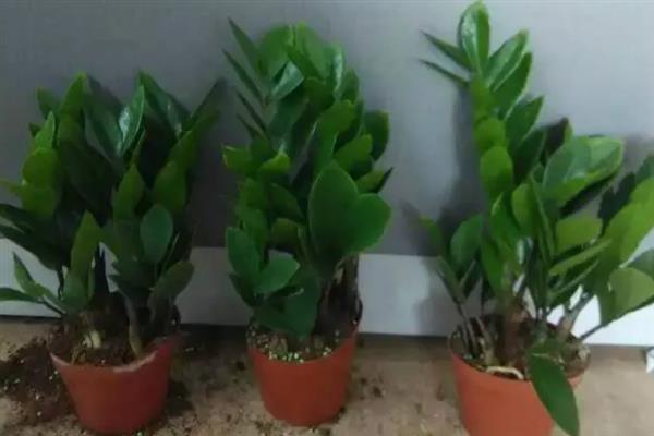 金钱树的摆放禁忌，尽量不要摆放在卧室