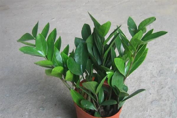 金钱树的摆放禁忌，尽量不要摆放在卧室