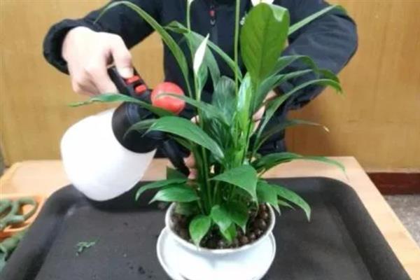 白掌叶子发黄如何补救，将其移到通风且光线柔和的地方养护