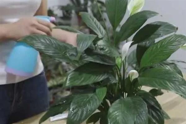 白掌叶子发黄如何补救，将其移到通风且光线柔和的地方养护