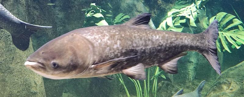 鲢鱼的生活习性，适宜的水温为23-32℃