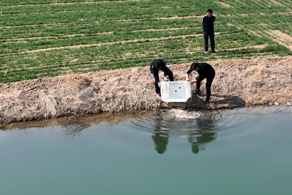 鲢鱼的生活习性,适宜的水温为23-32℃