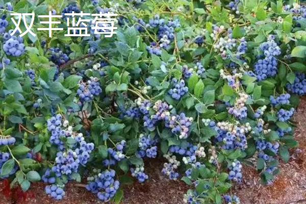北方蓝莓的哪个品种好吃，推荐双丰蓝莓、都克蓝莓等