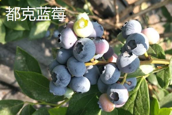北方蓝莓的哪个品种好吃，推荐双丰蓝莓、都克蓝莓等