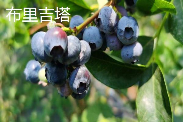 北方蓝莓的哪个品种好吃，推荐双丰蓝莓、都克蓝莓等