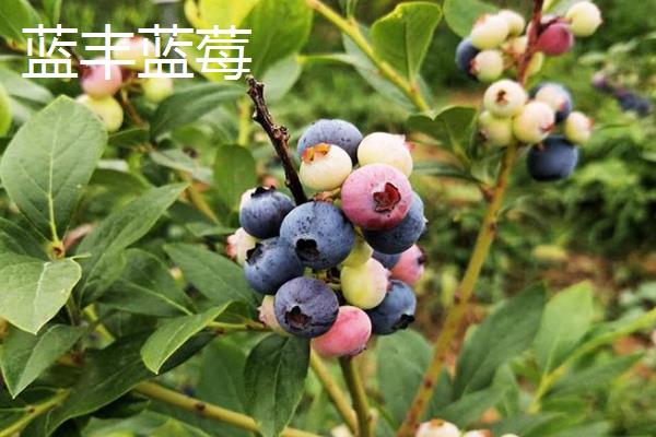 北方蓝莓的哪个品种好吃，推荐双丰蓝莓、都克蓝莓等