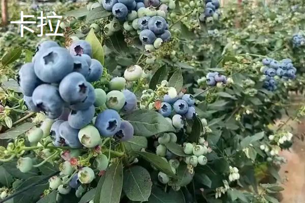 北方蓝莓的哪个品种好吃，推荐双丰蓝莓、都克蓝莓等