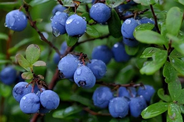 北方蓝莓的哪个品种好吃，推荐双丰蓝莓、都克蓝莓等