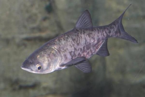 鲢鱼的生活习性,适宜的水温为23-32℃