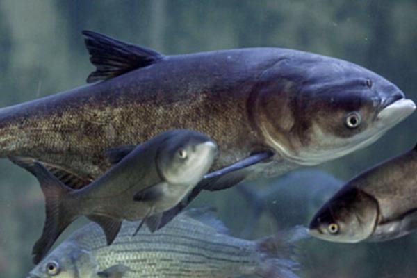 鲢鱼的生活习性,适宜的水温为23-32℃