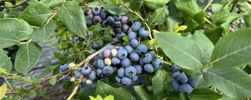 北方蓝莓的哪个品种好吃，推荐双丰蓝莓、都克蓝莓等