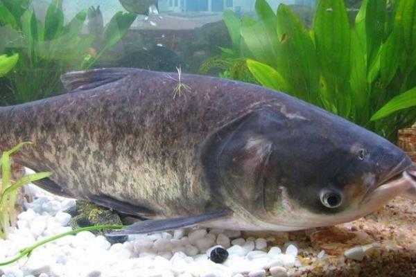 鲢鱼的生活习性,适宜的水温为23-32℃