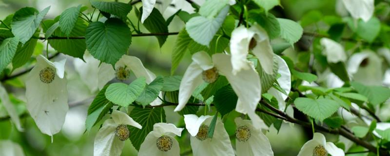 什么树最值钱,常见的有珙桐、紫檀木等