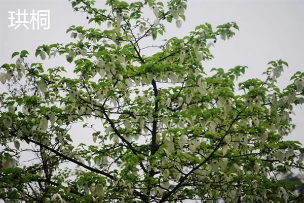 什么树最值钱，常见的有珙桐、紫檀木等