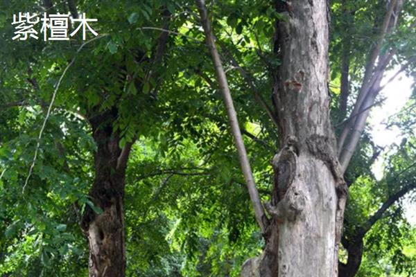 什么树最值钱，常见的有珙桐、紫檀木等