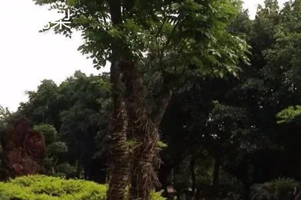 什么树最值钱，常见的有珙桐、紫檀木等