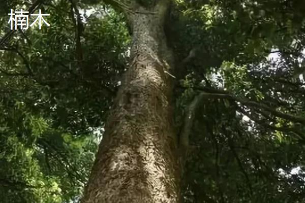 什么树最值钱，常见的有珙桐、紫檀木等