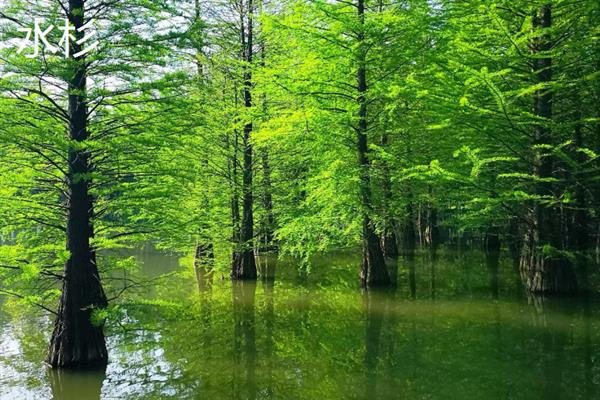 什么树最值钱，常见的有珙桐、紫檀木等