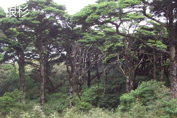 什么树最值钱，常见的有珙桐、紫檀木等