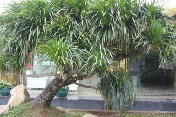 什么树最值钱，常见的有珙桐、紫檀木等