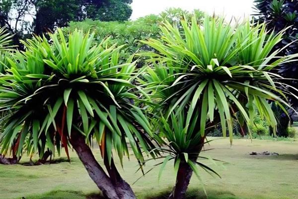 什么树最值钱，常见的有珙桐、紫檀木等