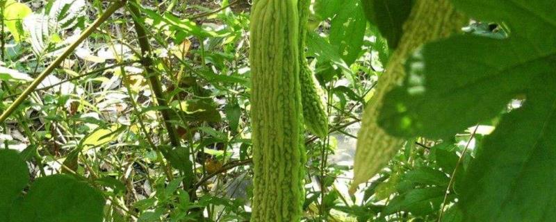 苦瓜适合留几个蔓，保留2-3个侧蔓和1个主蔓