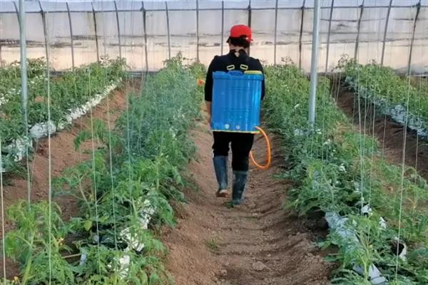 大棚番茄病虫害怎么防治，叶霉病、灰霉病可喷施速克灵等药物
