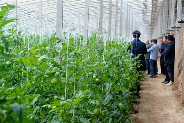 大棚番茄病虫害怎么防治，叶霉病、灰霉病可喷施速克灵等药物