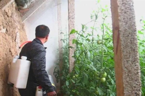 大棚番茄病虫害怎么防治，叶霉病、灰霉病可喷施速克灵等药物