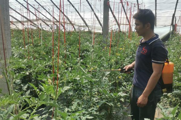 大棚番茄病虫害怎么防治，叶霉病、灰霉病可喷施速克灵等药物