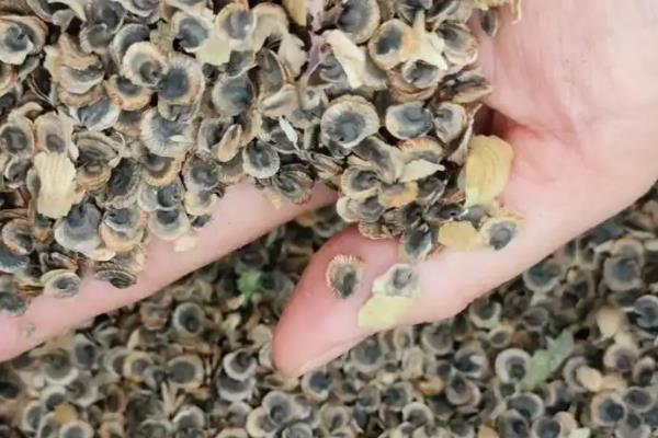 蜀葵如何发芽，播种前先浸种